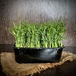 Микрозелень горох 100 г