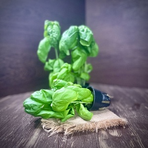 Базилик зеленый в горшочке 1 шт